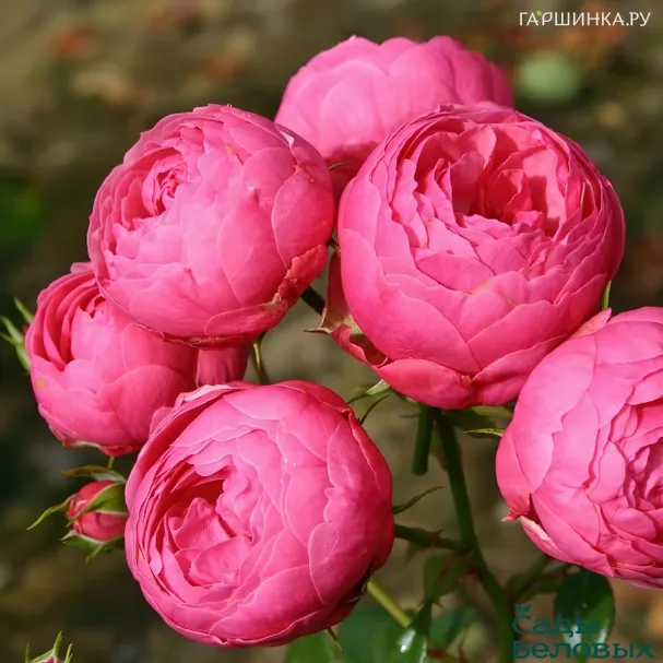 Роза Помпонелла флорибунда