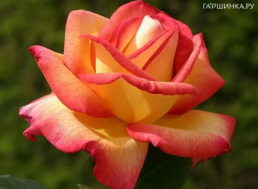 Роза Утопия чайно-гибридная