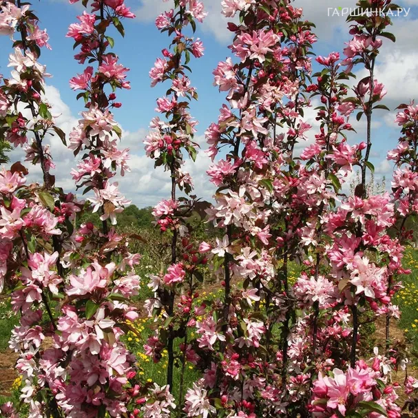 Яблоня Ред Обелиск декоративная