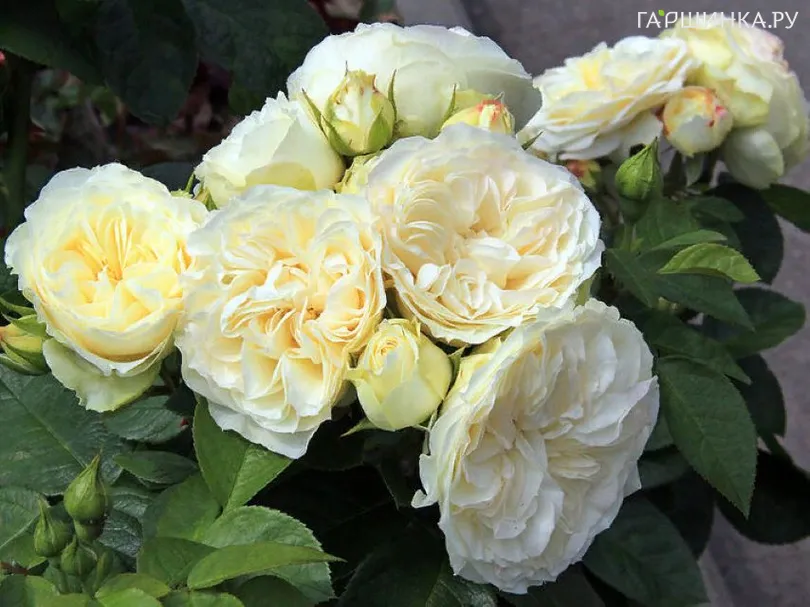 Роза Винтер Лодж