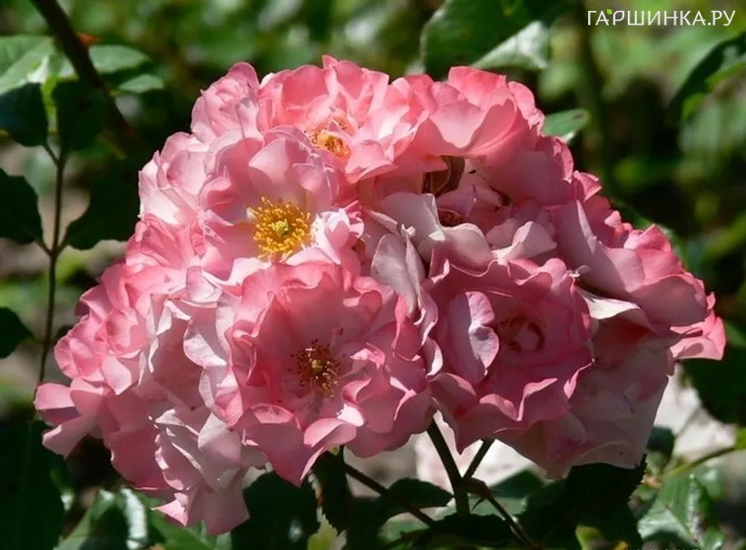 Роза Джеки'с Фэйворит