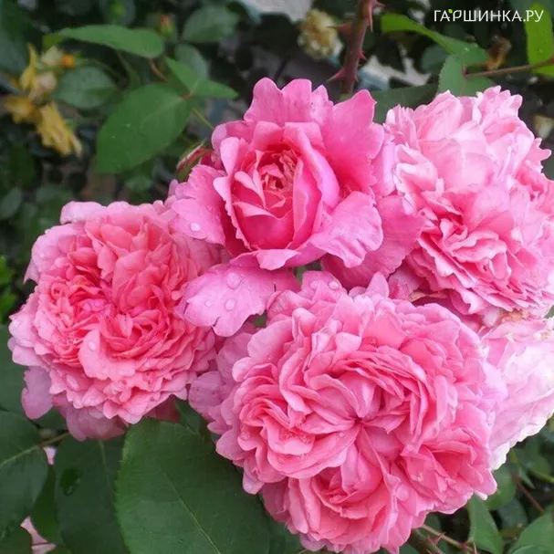 Роза Миллами плетистая