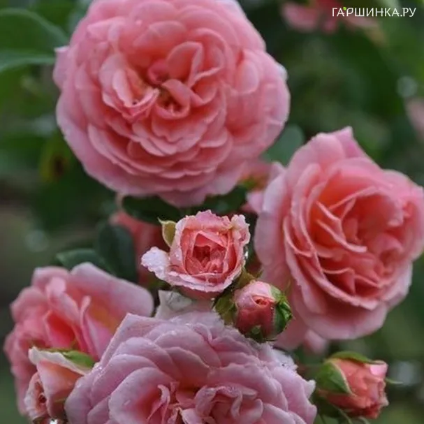 Роза Пируэт плетистая