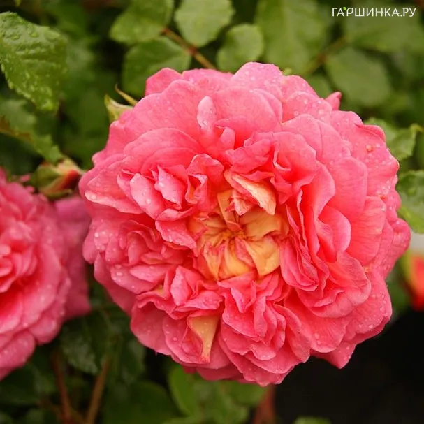 Роза Кристофер Марлоу