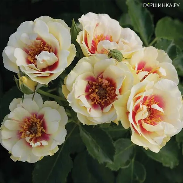 Роза Буллс Айс шраб