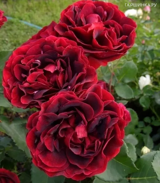 Роза Эпоха Мондадори флорибунда