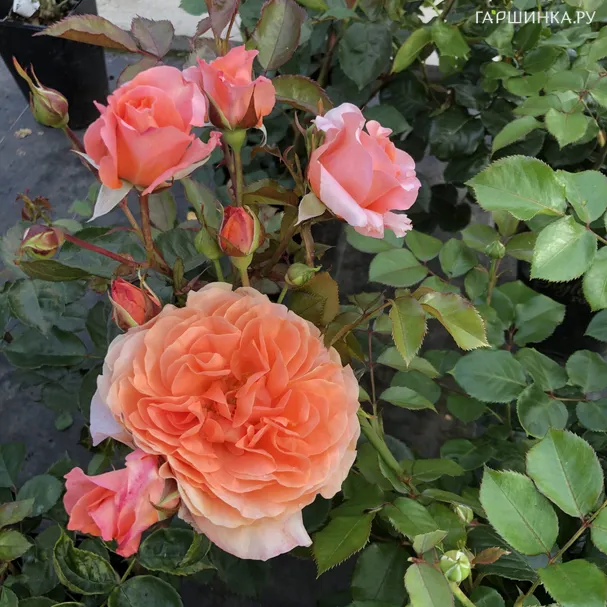 Роза Гемма флорибундаоза