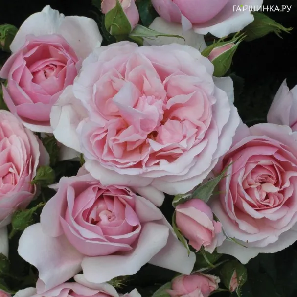 Роза Наташа Ричардсон флорибунда