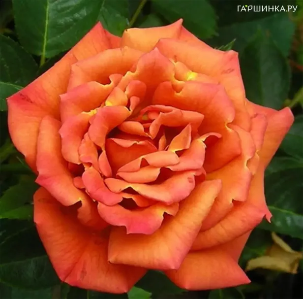 Роза Пампкин Патч флорибунда