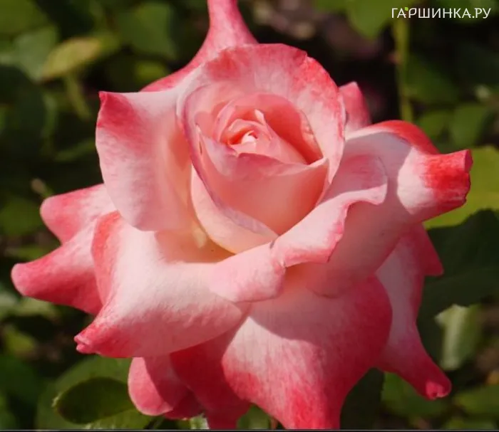 Роза Биг Эппл чайно-гибридная