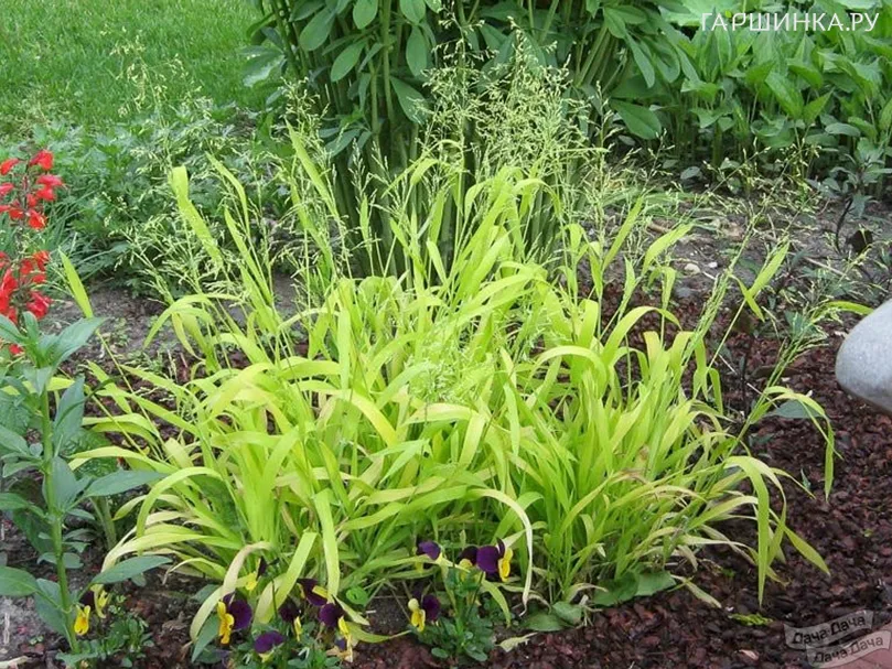 Бор развесистый Ауреум