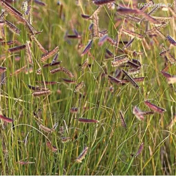 Бутелуа изящная