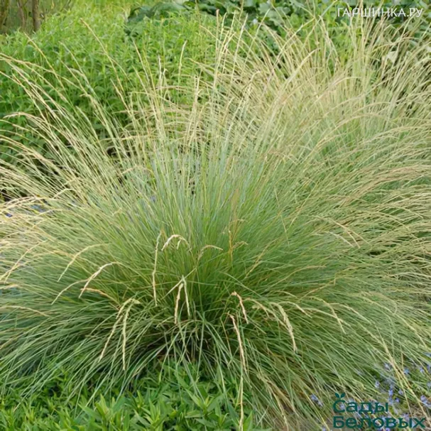 Овсянница Мейера