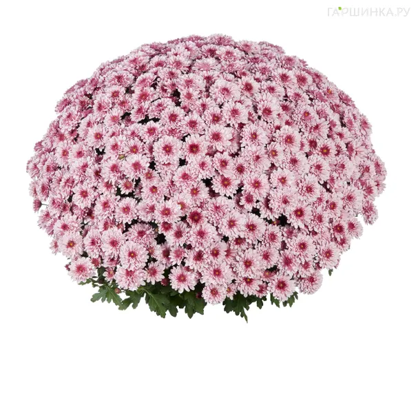 Хризантема мультифлора Банкет Пинк Биколор