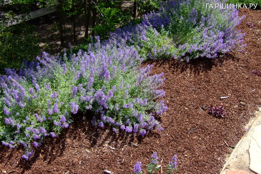 Котовник Фассена Дропмор