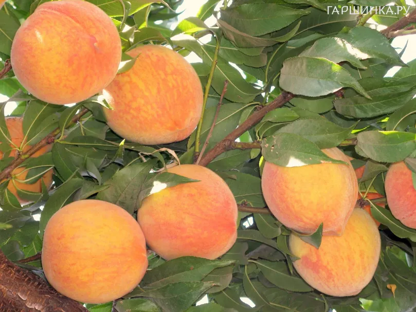 Персик Вайн Голд