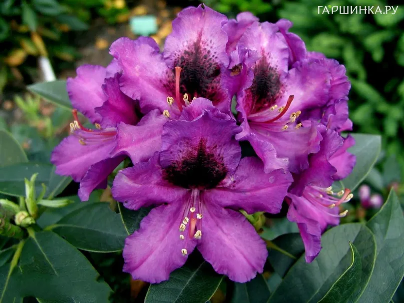 Рододендрон Пурпл Сплендор гибридный