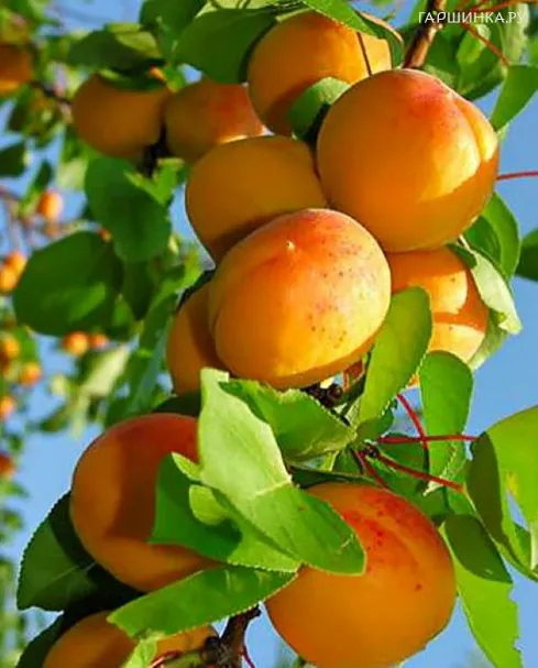 Абрикос Медовый