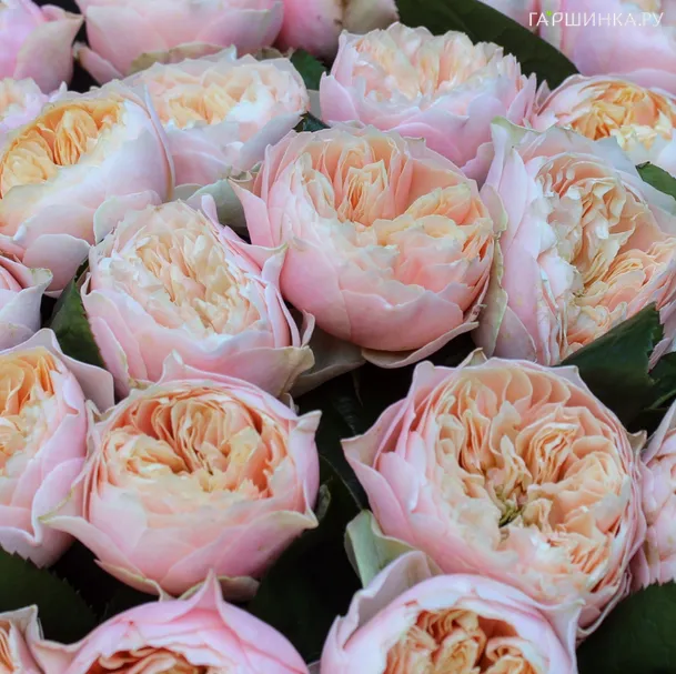 Роза Вувузела Холл