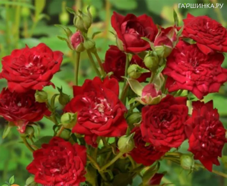 Роза Ред Каскад