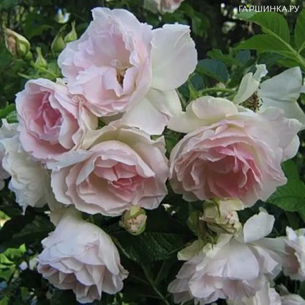 Роза Ритаусма