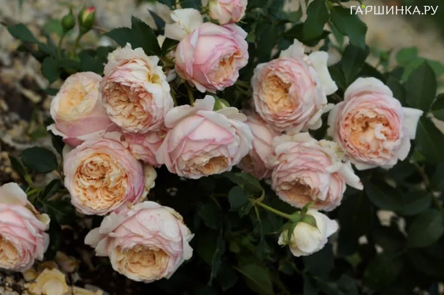 Роза Шарль де Нерво