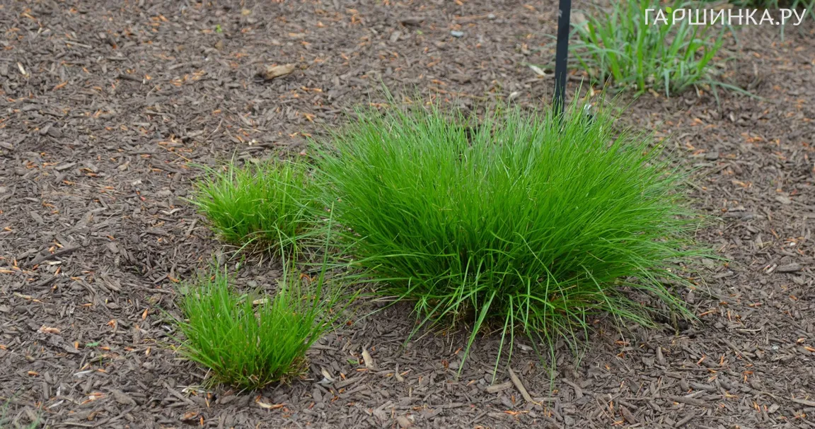 Осока розовая