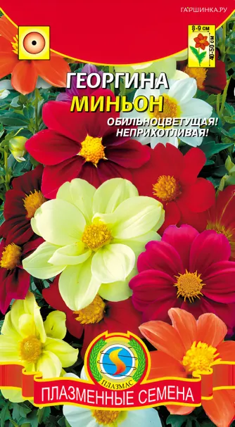 Георгина Миньон, смесь 0,15 г, Плазменные семена