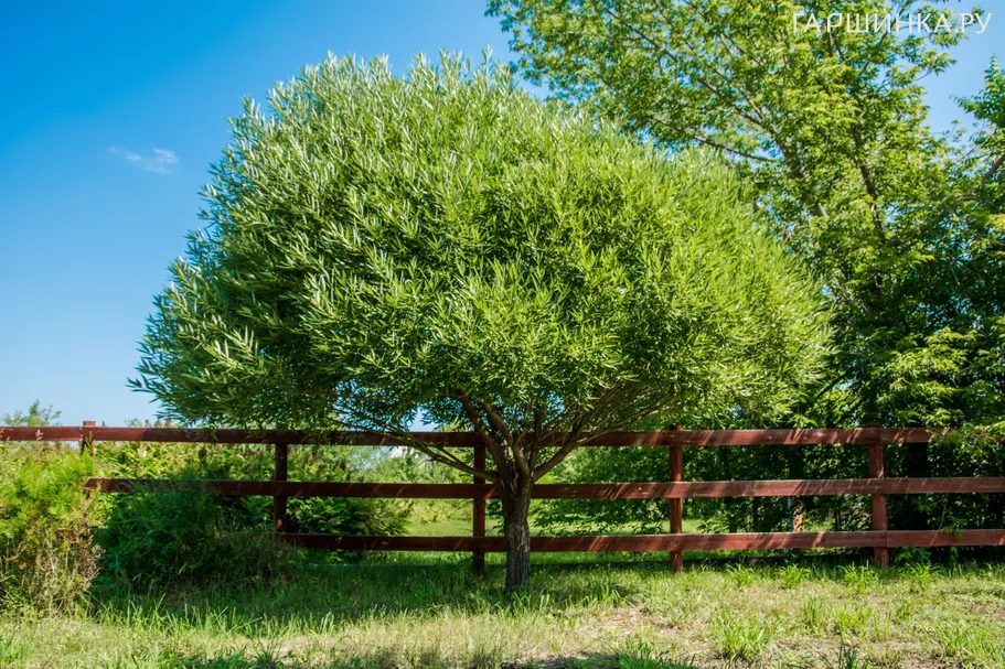 Ива Буллата ломкая