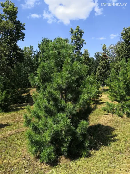 Сосна сибирская кедровая