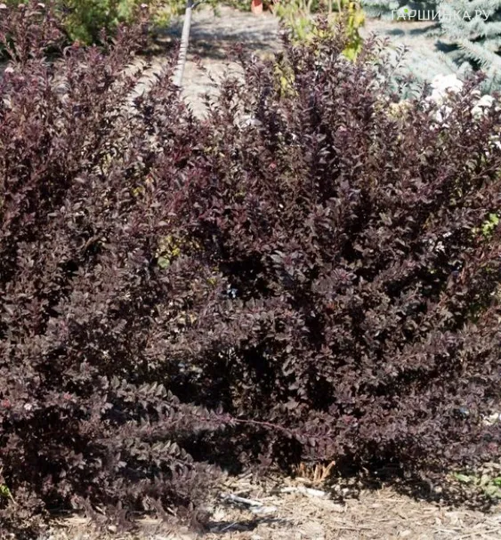 Пузыреплодник Литл Девил