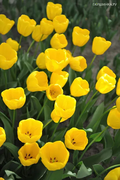 Тюльпан Нови Сан Дарвина 5шт