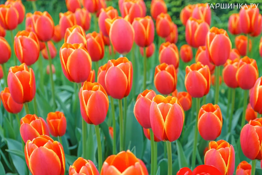 Тюльпан Веранди, Триумф 3 шт