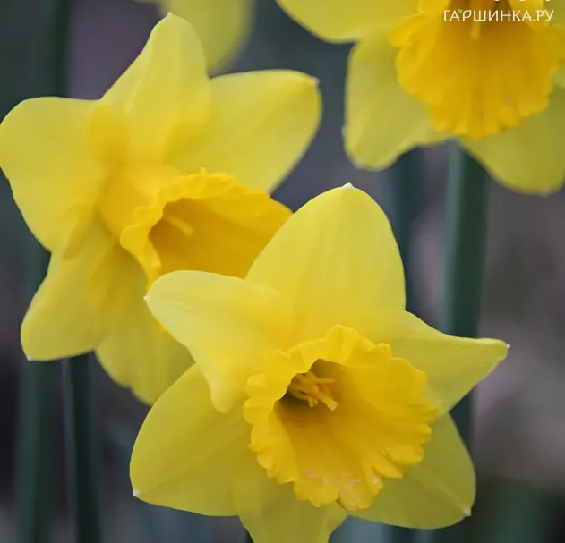 Нарцисс Баренвин 3 шт