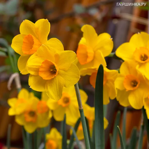 Нарцисс Маринетт махровый 3 шт