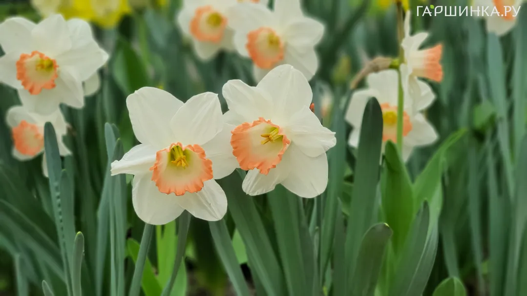 Нарцисс Саломе крупнокорончатый 5шт.