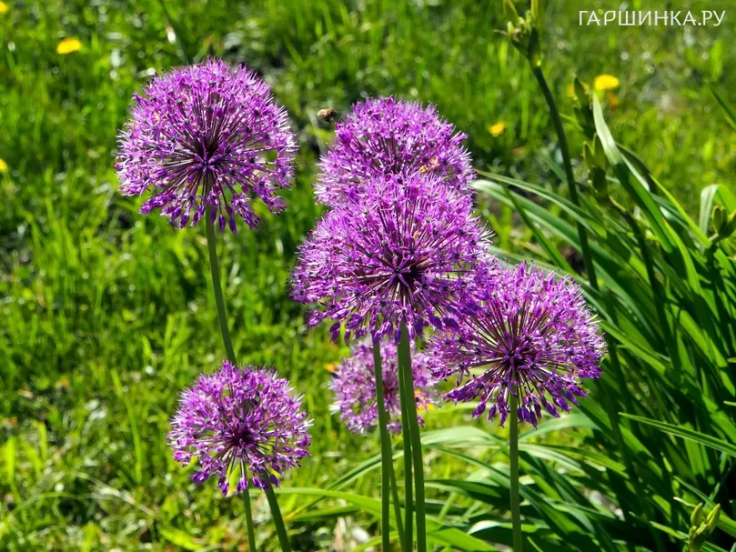 Лук декоративный Афлатунский 5 шт