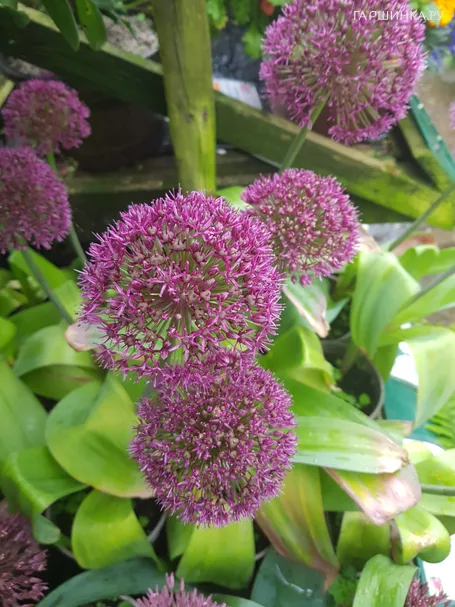 Лук декоративный Остара 3 шт