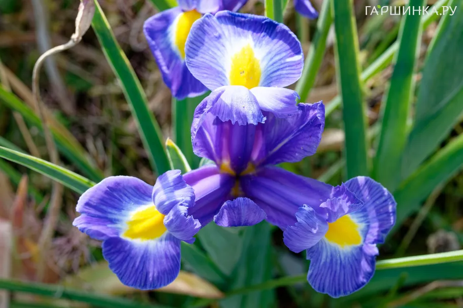 Ирис Блю Меджик 10 шт