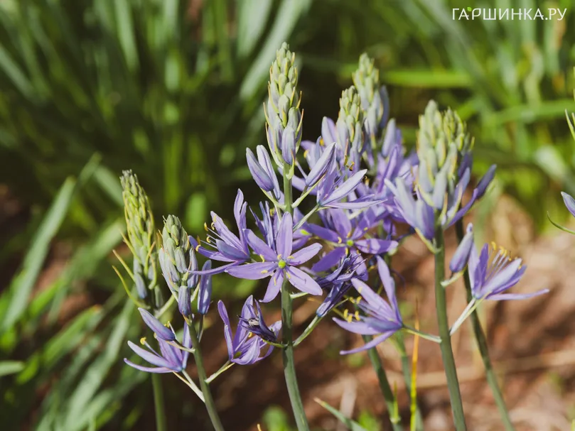 Камассия квамаш Эскулента 10 шт