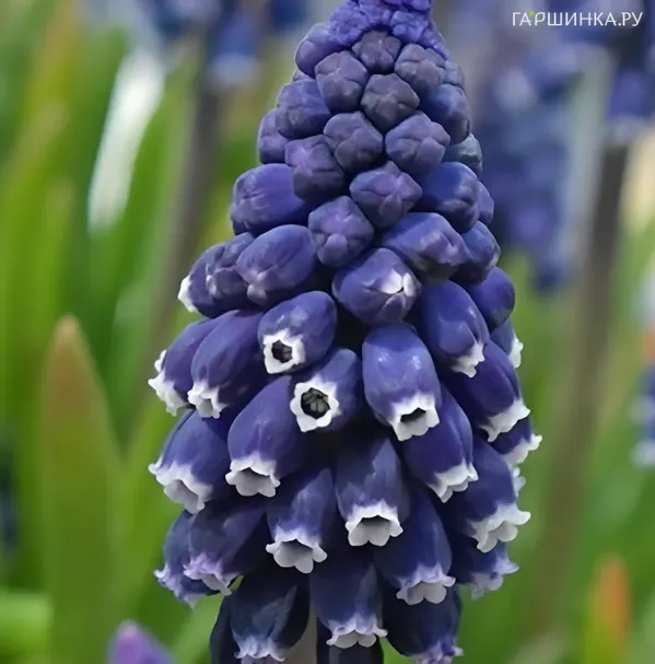 Мускари Джойс Спирит 10 шт