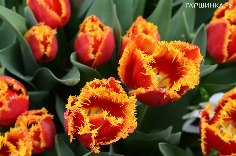 Тюльпан Давенпорт бахромчатый 5 шт