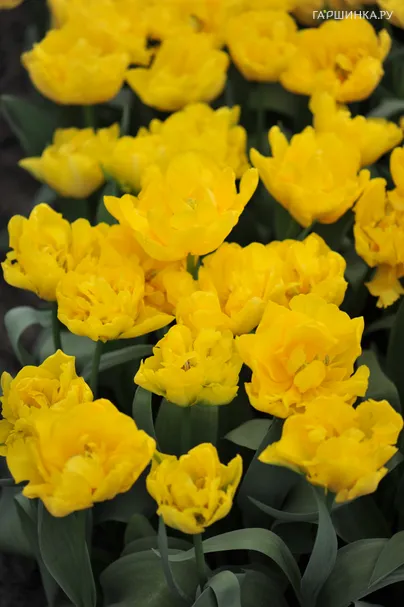 Тюльпан Мэри Джо махровый ранний 5шт