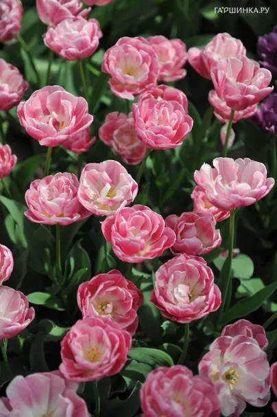 Тюльпан Вог махровый поздний 5 шт