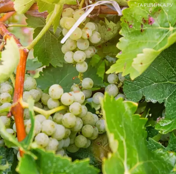 Виноград Кишмиш Венгерский бесссемянный ранний