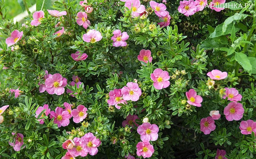 Лапчатка Пинк Бьюти кустарниковая