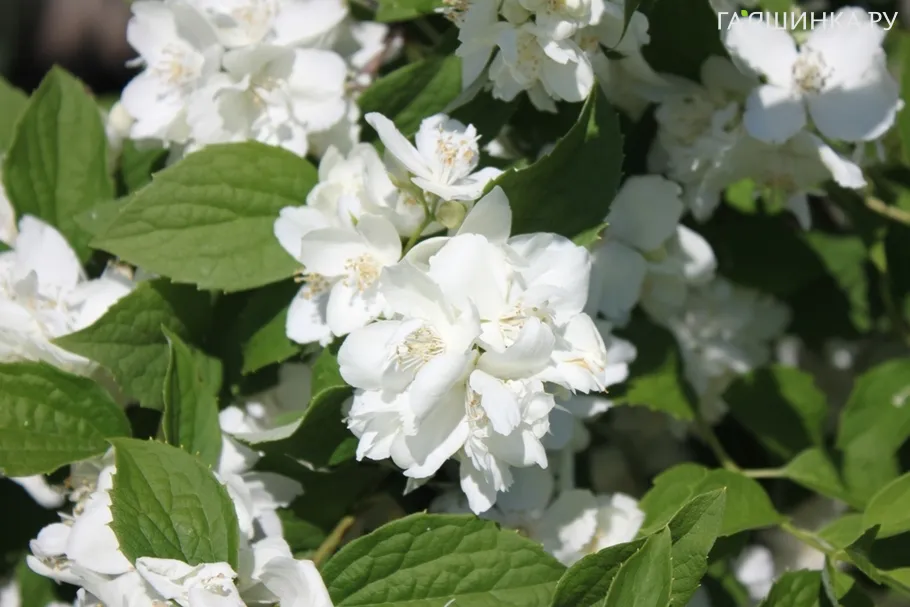Чубушник (жасмин садовый) Эльбрус