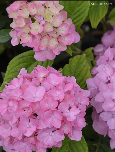 Гортензия Рози крупнолистная (серия Со Лонг)