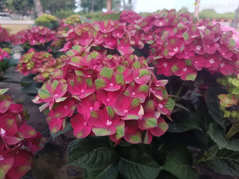 Гортензия Россо Глори крупнолистная (серия Рембрандт)