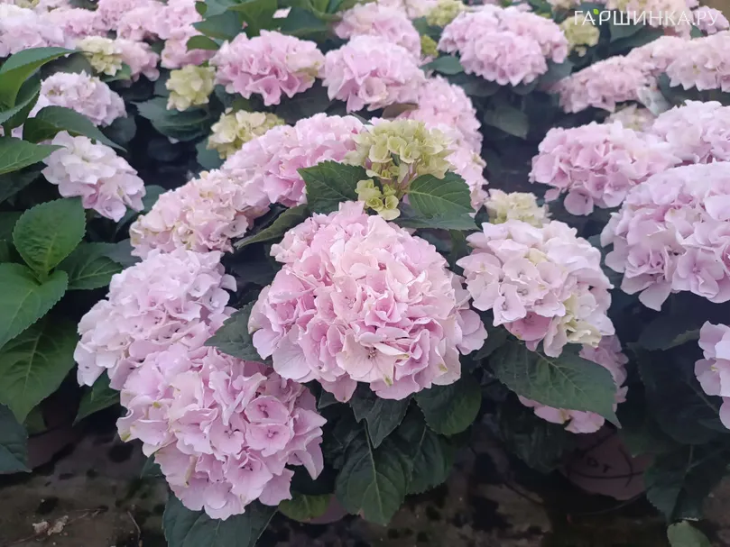 Гортензия Элегант Роза крупнолистная (серия Рембрандт)
